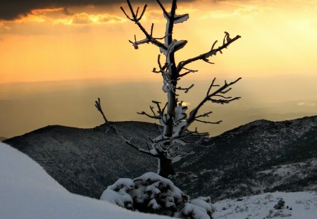 wondrous mountain view in winter - haze, winter, sunset, mountain, tree