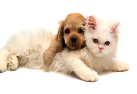 Purrrrfect pillow - white, friends, puppy, spaniel, cat