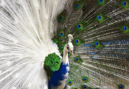 Duel beauty - white, peacock, feathers, colors, bird