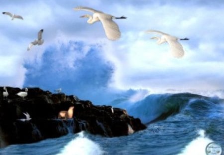 Wild Beauty - seals, seagulls, ocean, water, sea, seabirds, birds