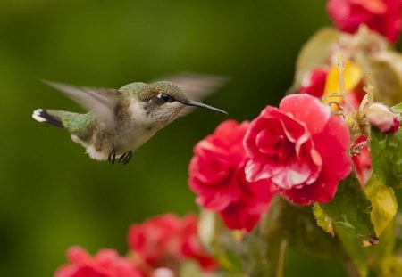 *** Hummingbird in flowers *** - flowers, bird, birds, animal, hummingbird, animals