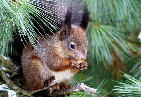 Squirrel - trees, squirrel, animals, animal, nut