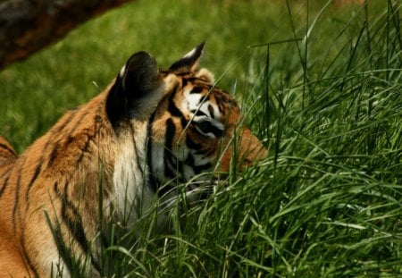 Tiger - sleepy, cute, beautiful, cat, sleeping, kitty, cats, hat, cat face, paws, face, animals, pretty, beauty, sweet, kitten, lovely