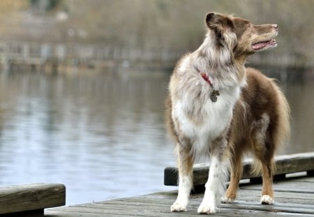 Dog - face, pretty, playful dog, cute, animals, beauty, beautiful, sweet, puppy, bubbles, playful, dogs, puppies, pay, lovely, dog face