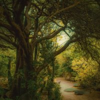 Golden bush path