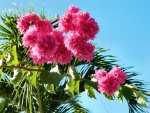 Bougainvillea Flowers