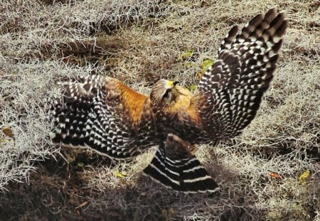 Red-shouldered Hawk 1 - bird, avian, photography, red shouldered, photo, raptor, wide screen, animal, hawk, wildlife