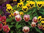 Pretty Faces - Pansies 1