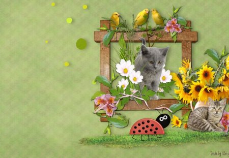 Can I Play Too - kittens, white, ladybug, pretty, yellow, pink, red, beautiful, cats, green, colors, birds, flower