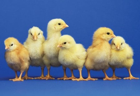 Cute little chickens - easter, chicken, domestic, blue, cute