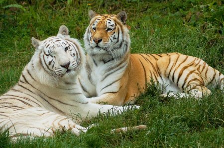 Beautiful creatures - white, tiger, zoo, big cat