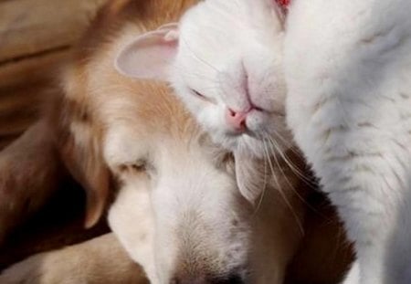 Beautiful friends - frieds, cute, cat, dog