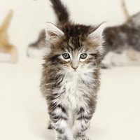 Cute kitten