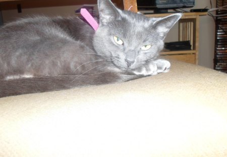 My Missy - russian blue, cute, feline, cat