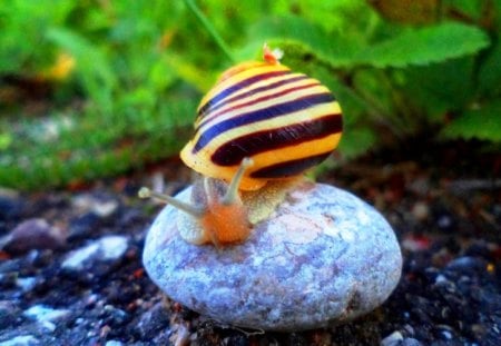 Simple beauty. Snail. - nature, beauty, snail, forest, animals