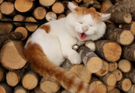 Cute kitty - pet, funny, log, cute, cat, animals