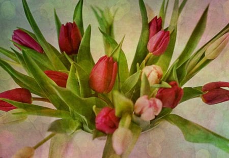 Tulip time - flowers, spring, tulips, bouquet