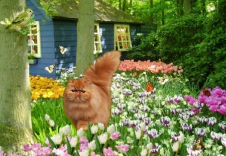 spring cat - tulips, home, cat, spring