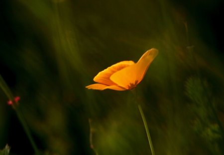 Spring - spring, orange, flower, green