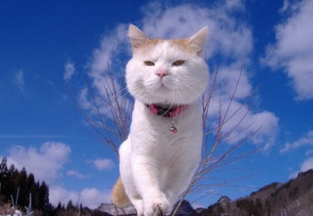 Look at me - white, sky, cat, animals, cute