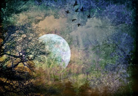 Mystic forest - moon, forest, trees, birds