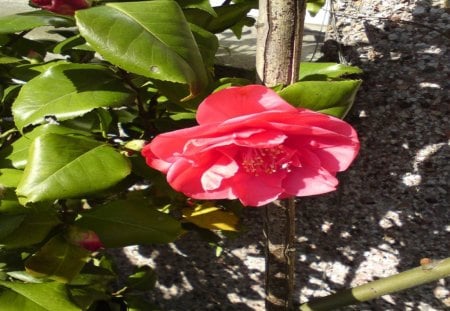 Garden Camellia - flowers, nature, leaves, camellia