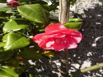 Garden Camellia