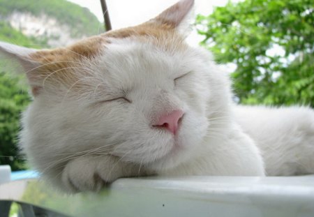 Sleeping - funny, animals, cute, cat, sleeping