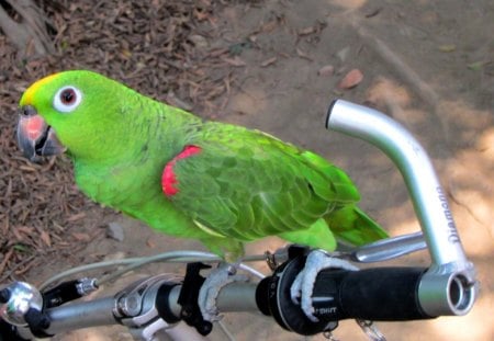 Parrot outing - outing, parrot, green, lovely, bird