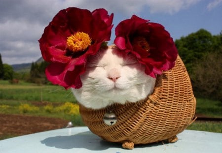 Cute and funny - flowers, basket, pet, funny, cute, cat, animals