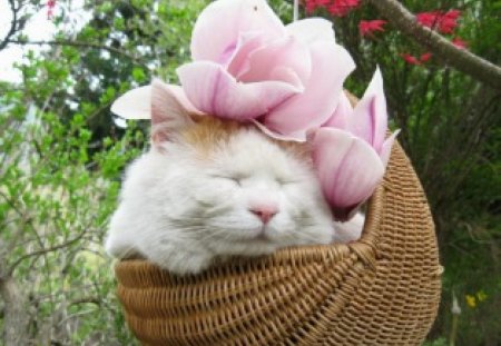 Cat with pink petals - funny, animals, petals, cute, pet, cat, basket