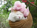 Cat with pink petals