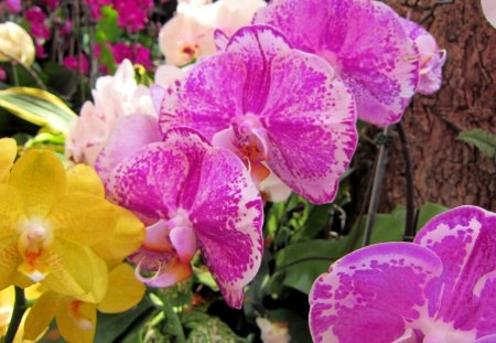 Beautiful orchids - orchids, pink, beautiful, flowers, yellow