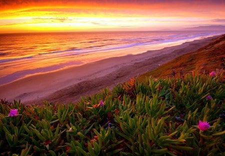 Sea sunset - nice, beach, sky, sundown, sunset, amazing, pretty, orange, grass, sand, ocean, summer, lovely, waves, nature, fiery, beautiful, flowers, sunrise, sea