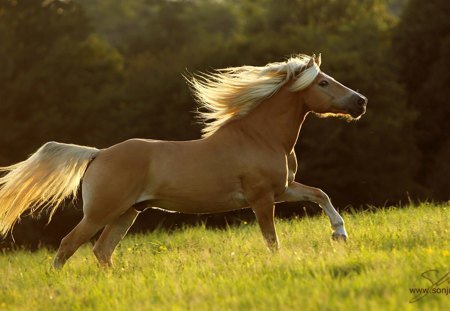 Horse - cavalo, stallion, animal, horse