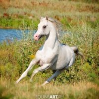 White Arabian