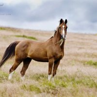 Chestnut Arabian