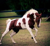 Chestnut Tobiano