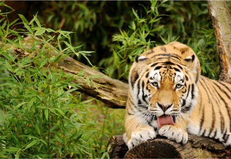 Tiger - tigre, tiger, animals, cat