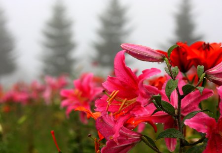 SPRING MIST - water, field, filowers, nature, mist