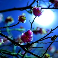 MOONLIGHT BLOSSOMS