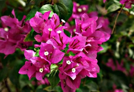 bugenwilla - white, leaves, nature, pink flowers