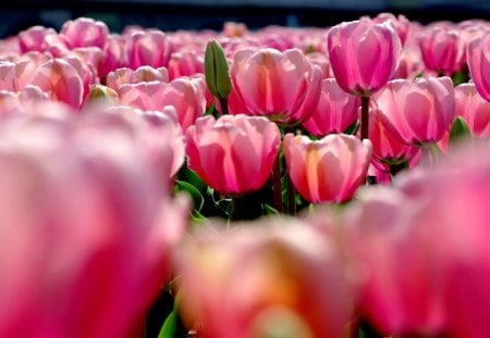 PINK SPRING  FIELD - tulips, pink, flowers, spring, nature