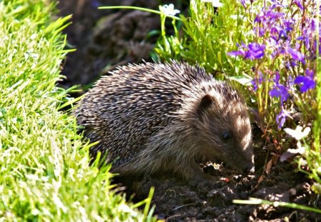 cute animal - flowers, animals, pink, plant