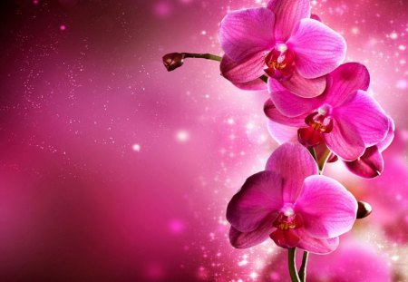 Pink beauty - orchids, beauty, nice, delicate, fantasy, lovely, pretty, floral, pink, beautiful, flowers