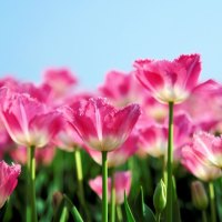 Fresh Tulips in the field.