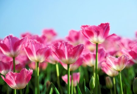 Fresh Tulips in the field. - tulips, field, flowers, garden