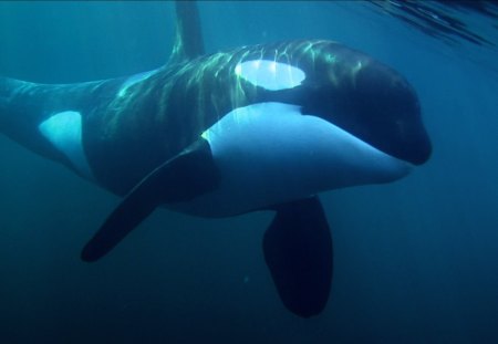 Killer Whale - oceans, whales, animals, other