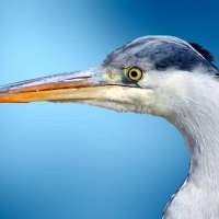 Ardea cinerea, grey heron