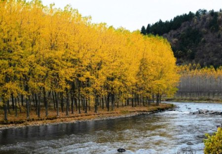 Autumn River - trees, yellow, photography, photo, Bulgaria, mountain, fall, river, nature, autumn